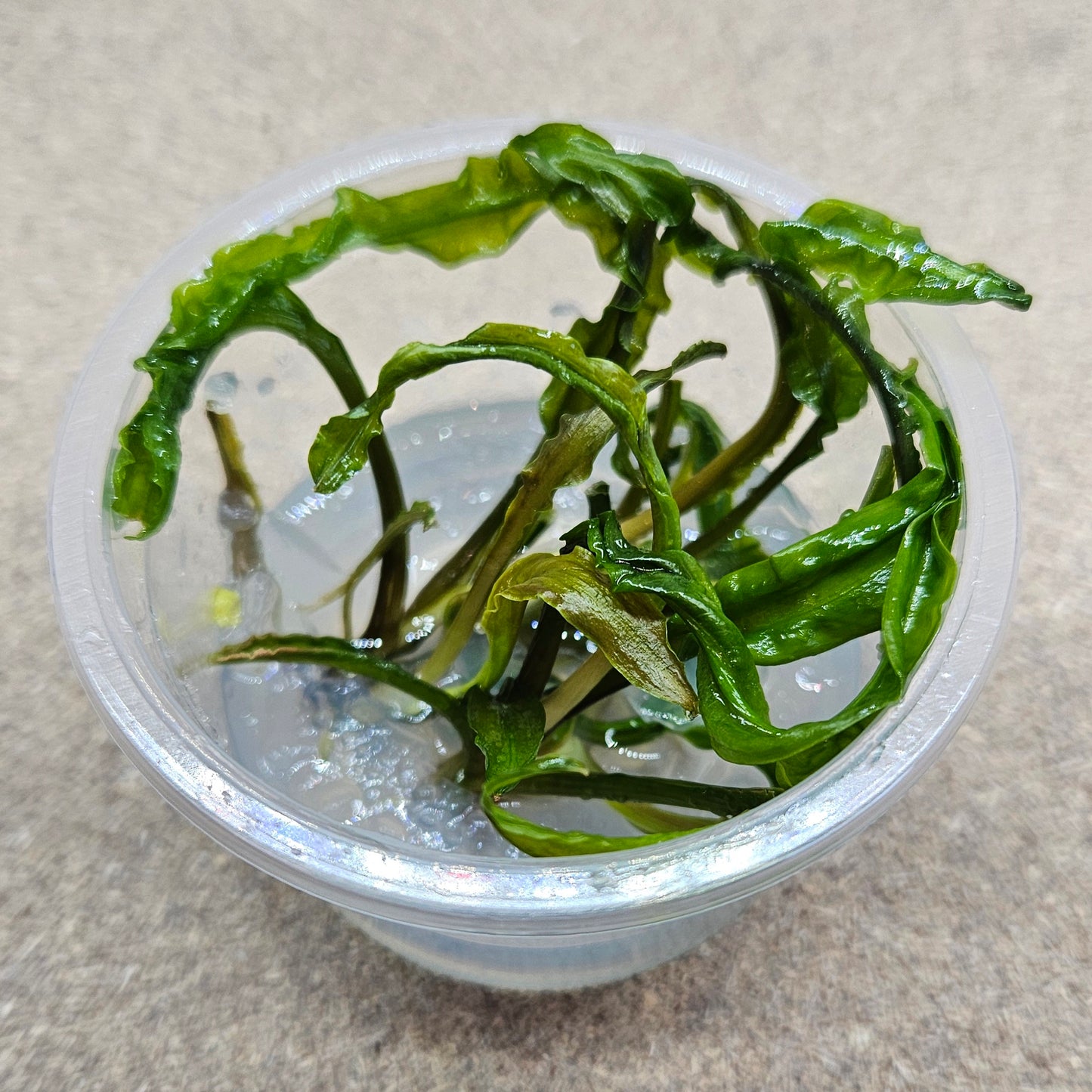 Cryptocoryne Crispatula Balansae