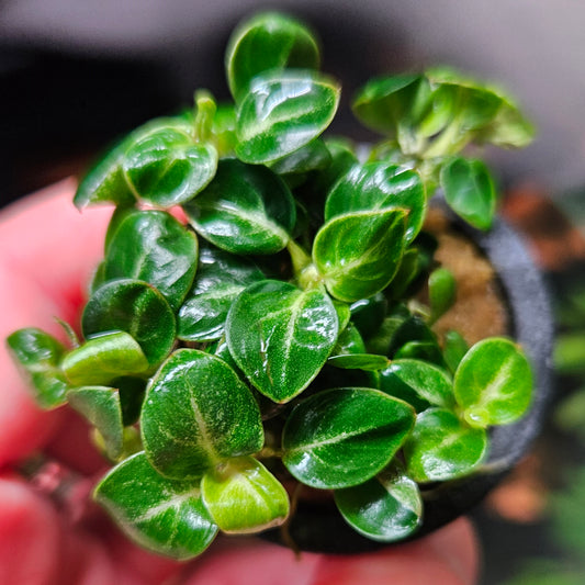 Anubias ‘Stardust Mini’