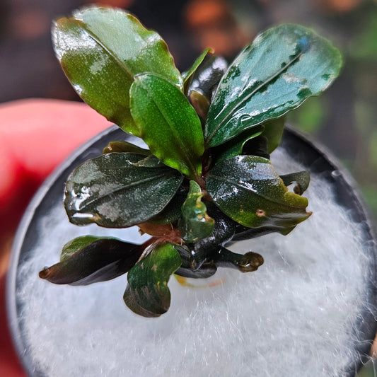 Bucephalandra Pandora Queen