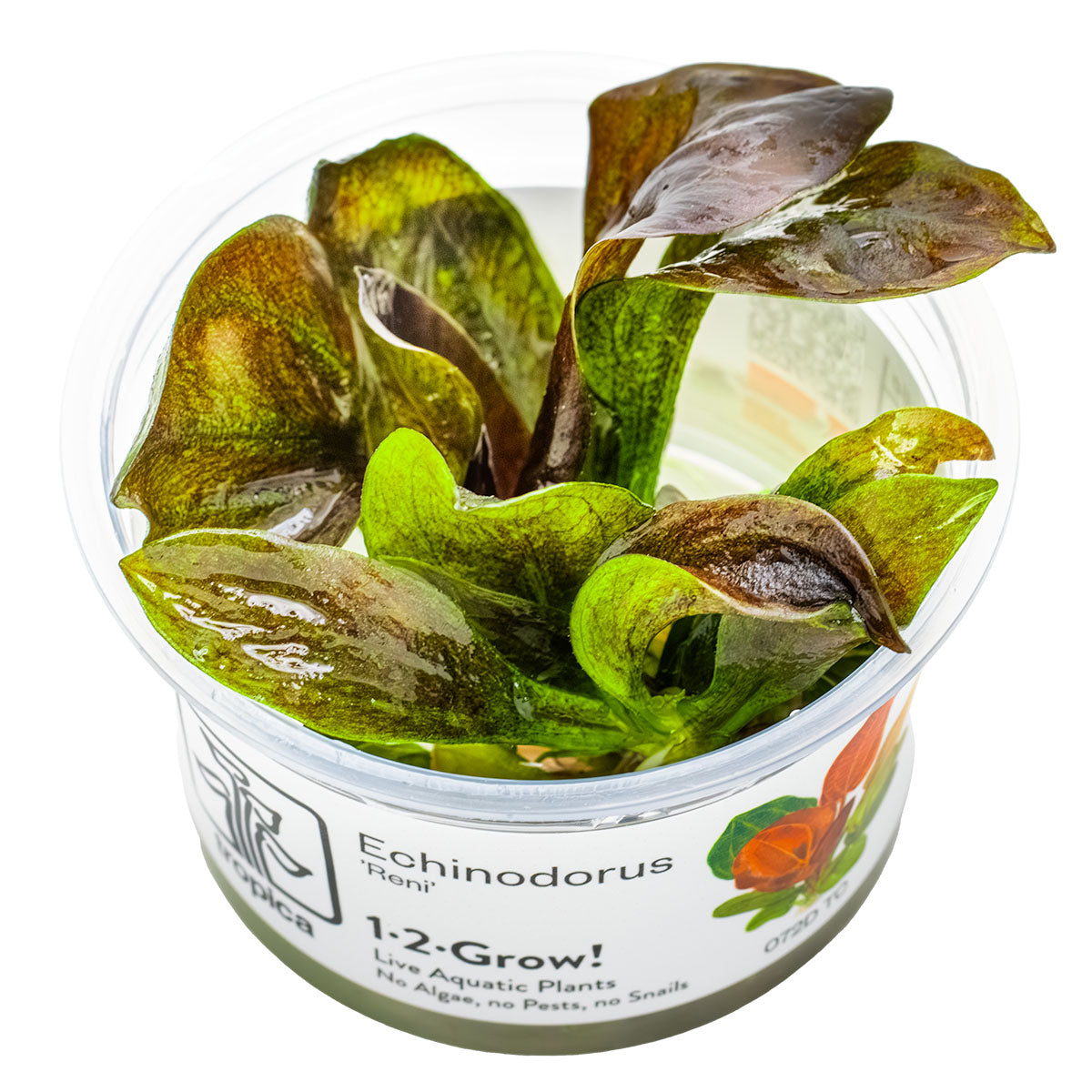 Tropica 1-2-Grow Echinodorus 'Reni'