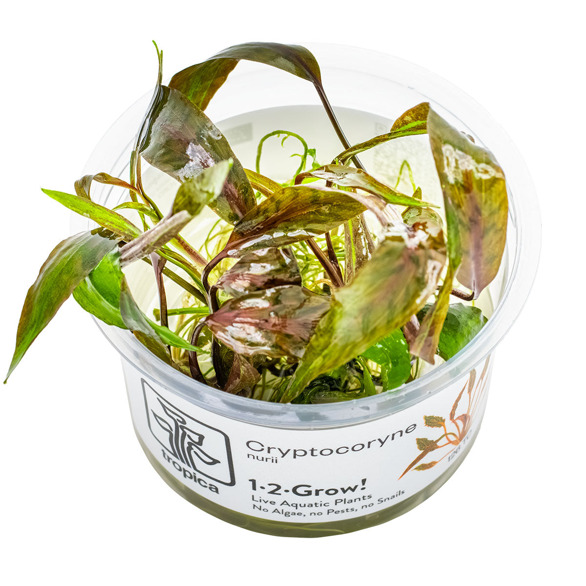 Tropica Cryptocoryne nurii 1-2-Grow