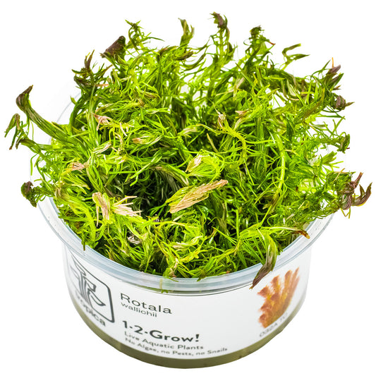 Tropica 1-2-Grow Rotala wallichii