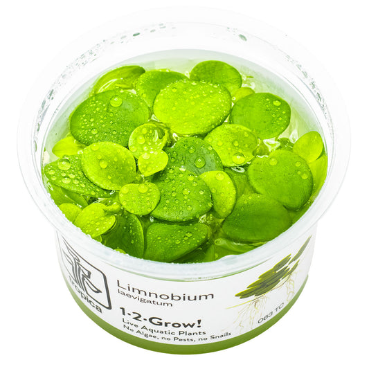 Tropica 1-2-Grow Limnobium laevigatum