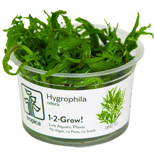 Tropica 1-2-Grow Hygrophila odora