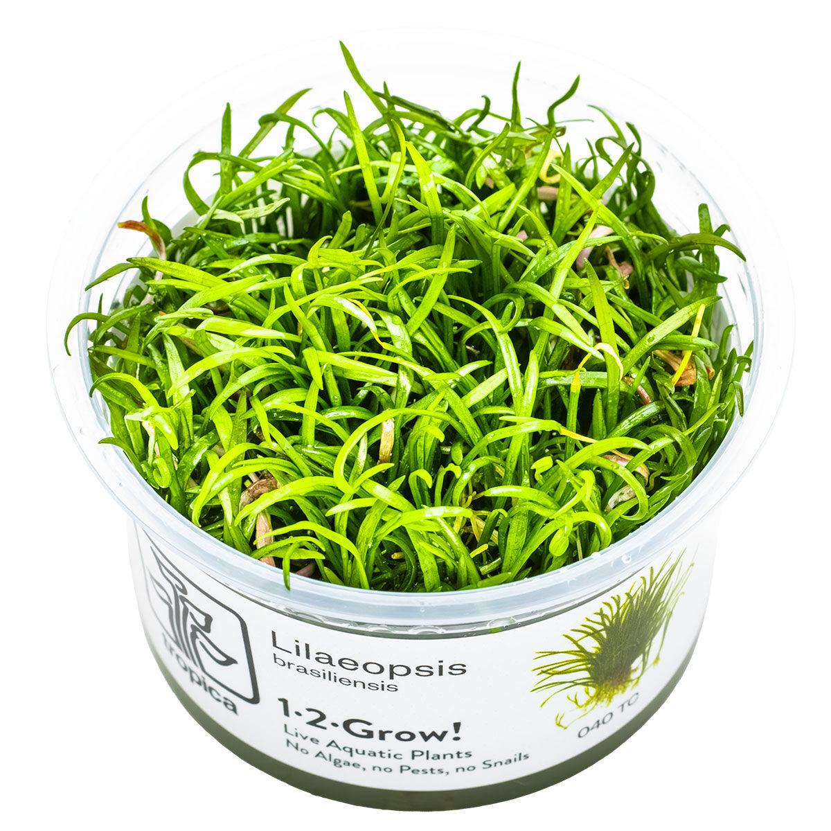 Tropica 1-2-Grow Lilaeopsis brasiliensis