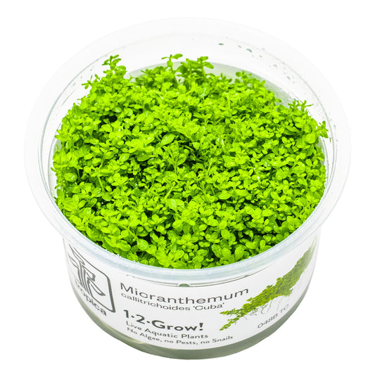 Tropica 1-2-Grow Micranthemum callitrichoides 'Cuba'