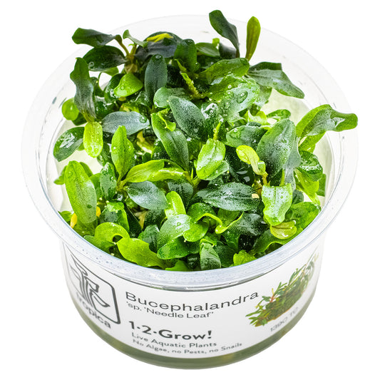 Tropica 1-2-Grow Bucephalandra needle leaf