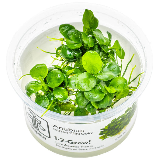Tropica 1-2-Grow Anubias barteri 'Mini Coin'