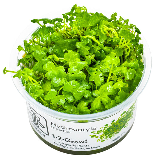 Tropica 1-2-Grow Hydrocotyle tripartita