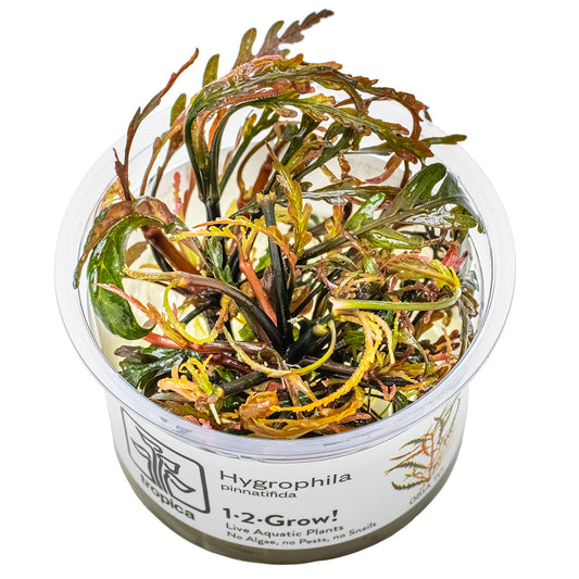 Tropica 1-2-Grow Hygrophila pinnatifida
