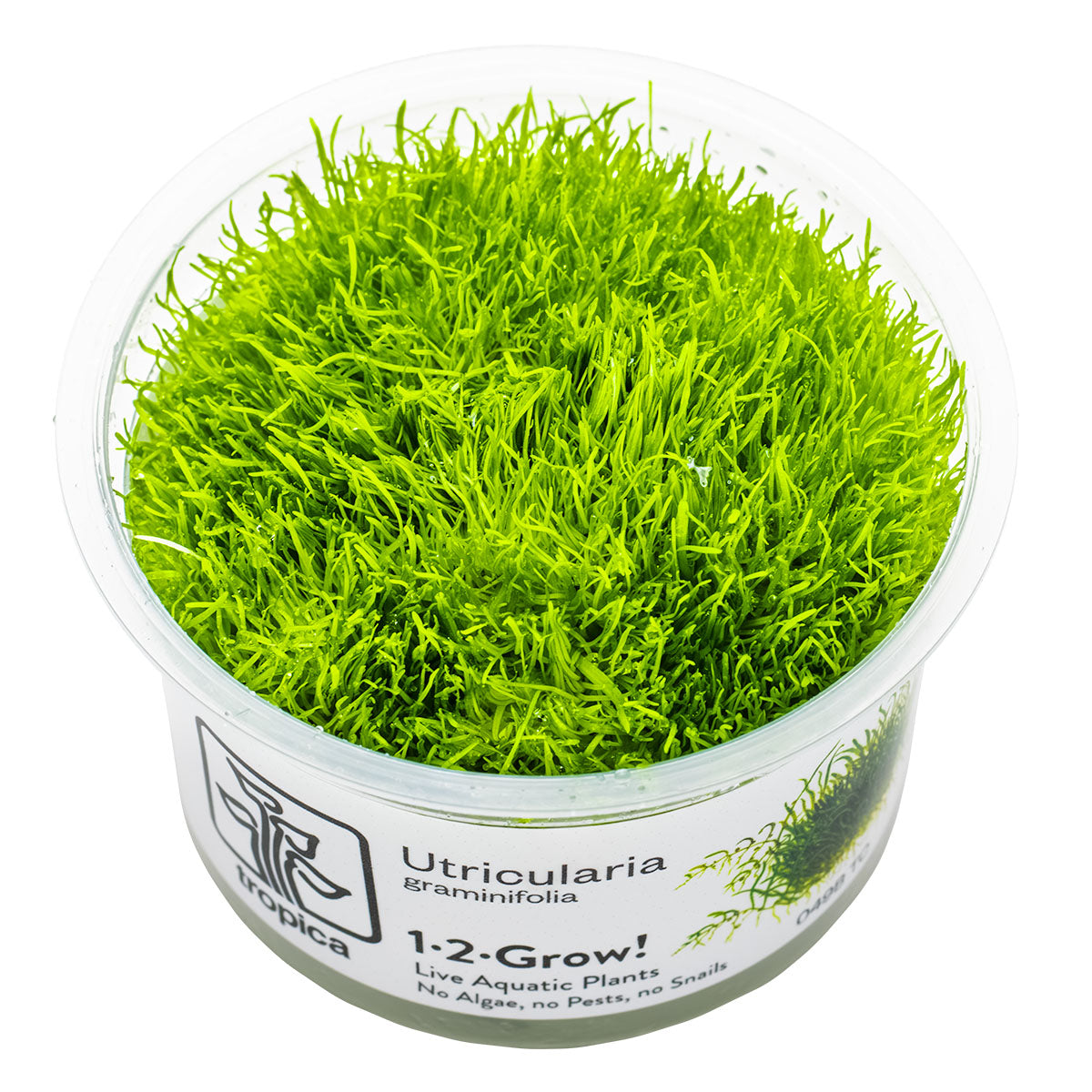 Tropica 1-2-Grow Utricularia graminifolia