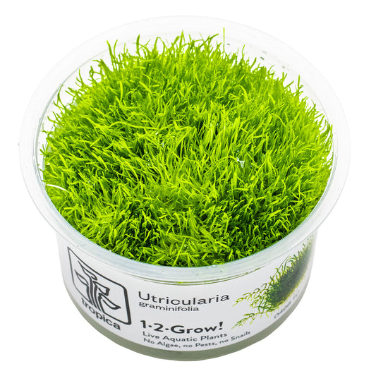 Tropica 1-2-Grow Utricularia graminifolia