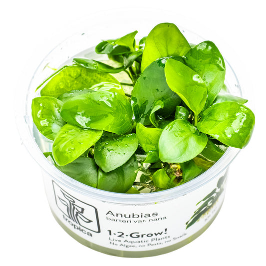 Tropica 1-2-Grow Anubias barteri nana