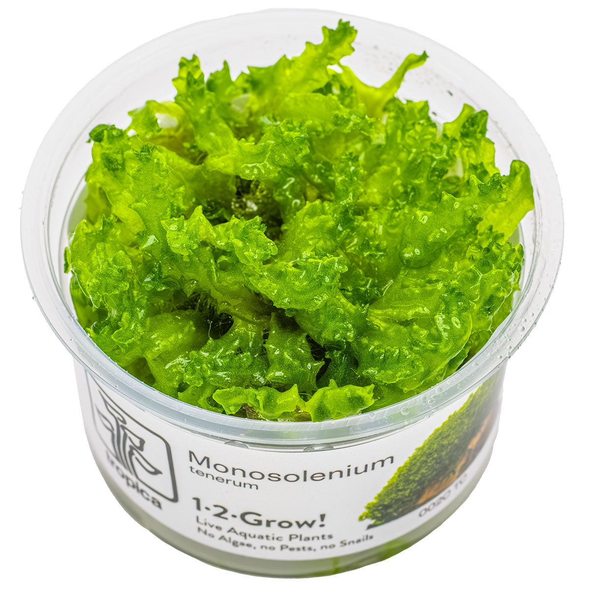 Tropica 1-2-Grow Monosolenium tenerum