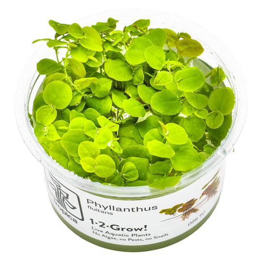 Tropica 1-2-Grow Phyllanthus fluitans