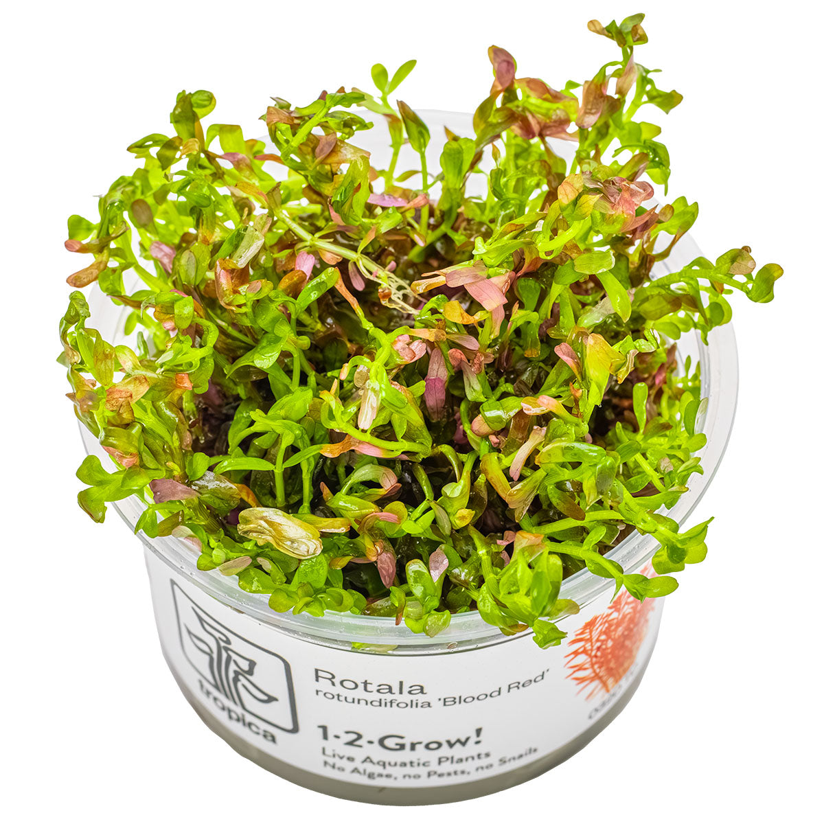 Tropica 1-2-Grow Rotala rotundifolia 'Blood Red'
