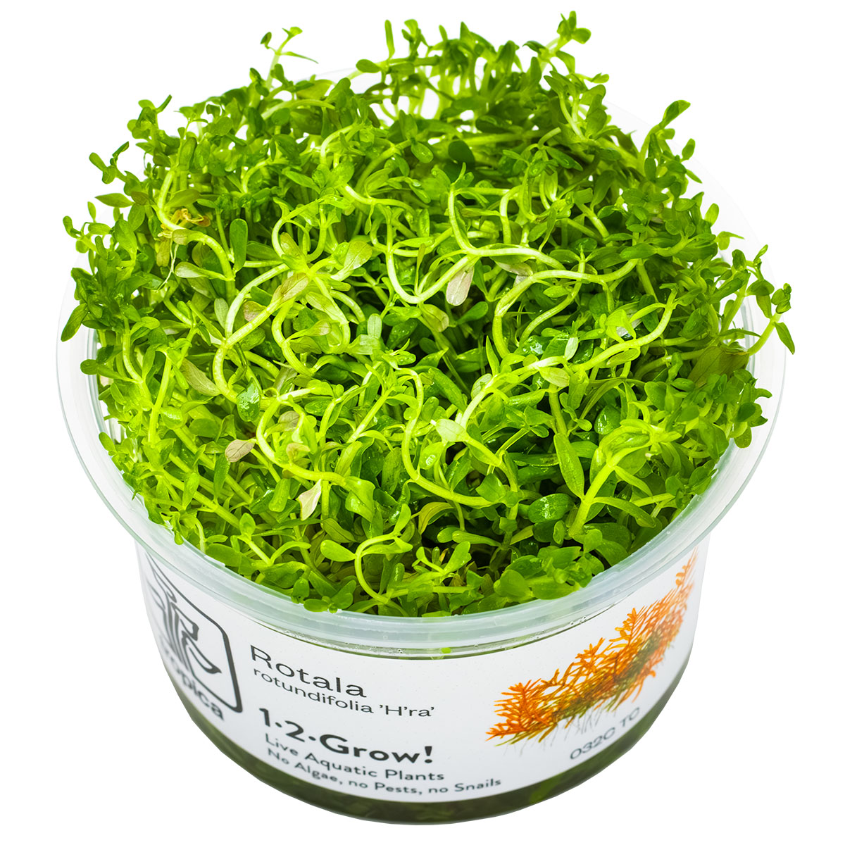 Tropica 1-2-Grow Rotala rotundifolia 'H'ra'