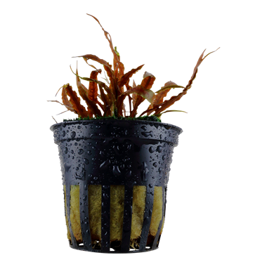 Tropica Cryptocoryne albida 'Brown'
