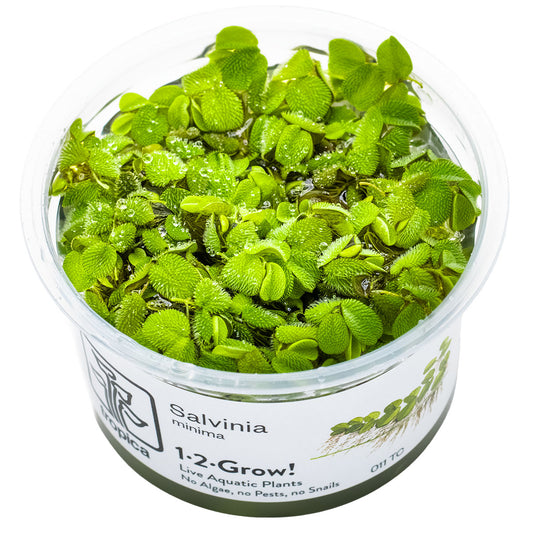 Tropica 1-2-Grow Salvinia auriculata (minimum)