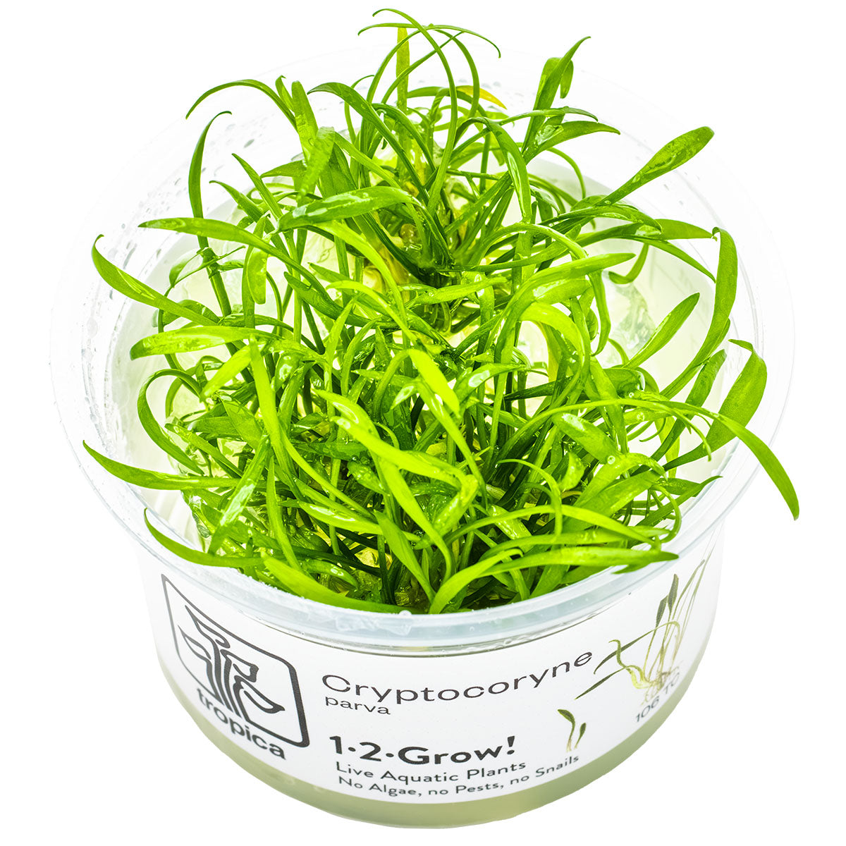 Tropica 1-2-Grow Cryptocoryne parva