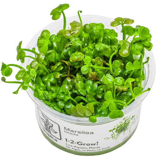 Tropica 1-2-Grow Marsilea hirsuta