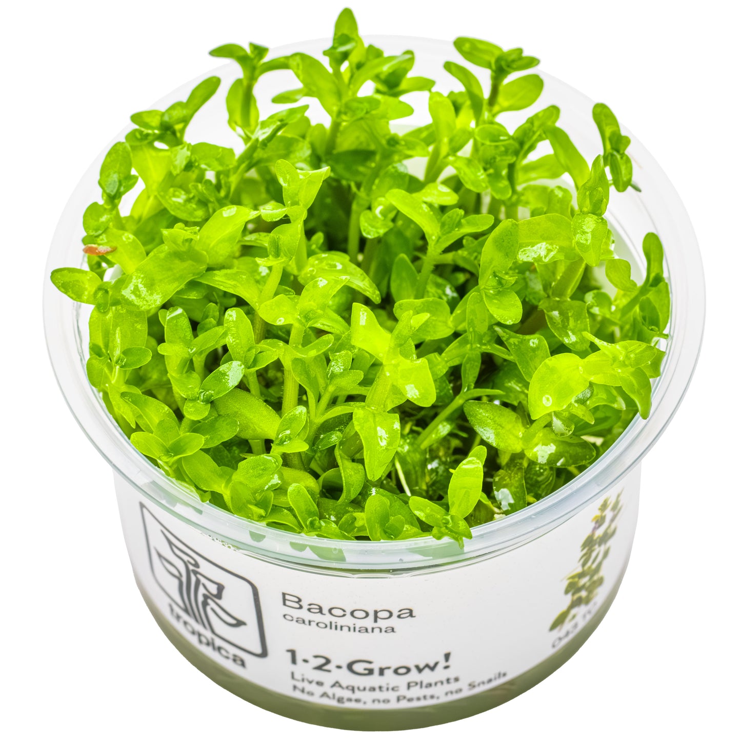 Tropica 1-2-Grow Bacopa caroliniana