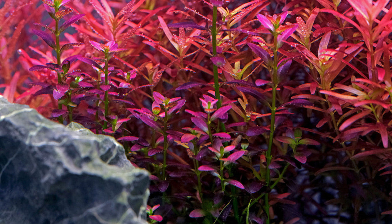 Rotala Florida Sunset