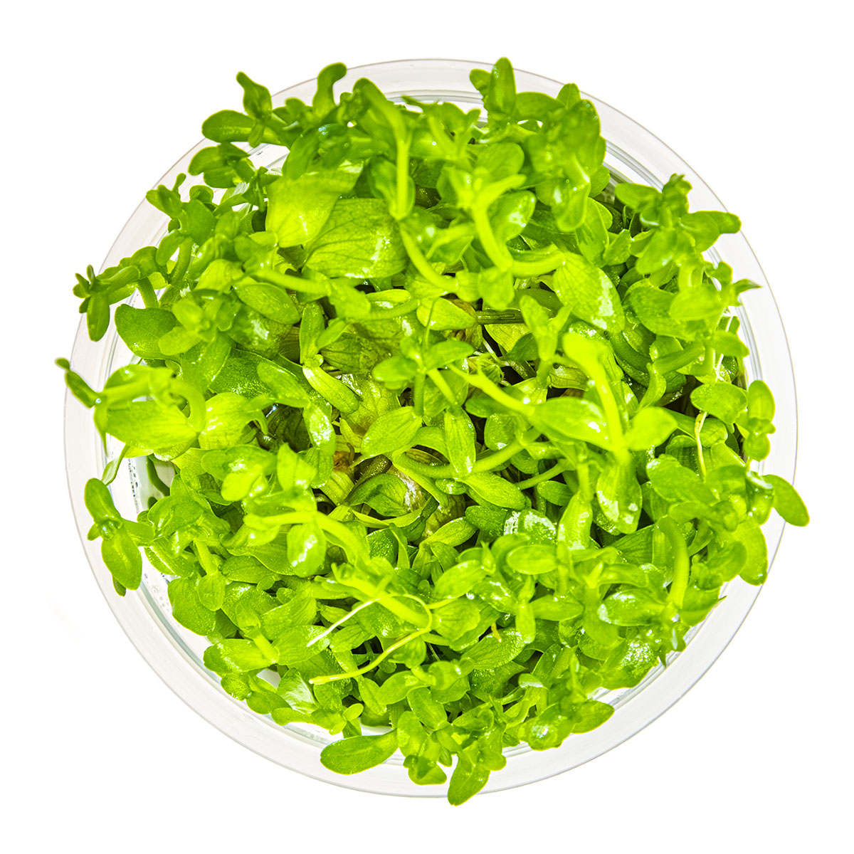 Tropica 1-2-Grow Bacopa caroliniana