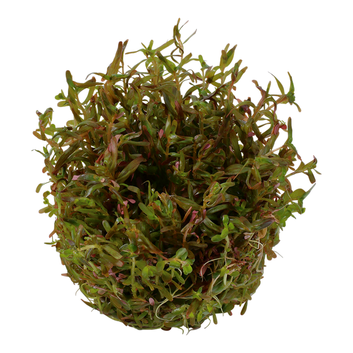 Tropica 1-2-Grow Rotala rotundifolia 'H'ra'