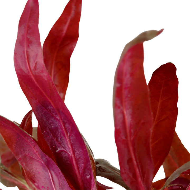 Tropica Alternanthera Reineckii 'Pink'