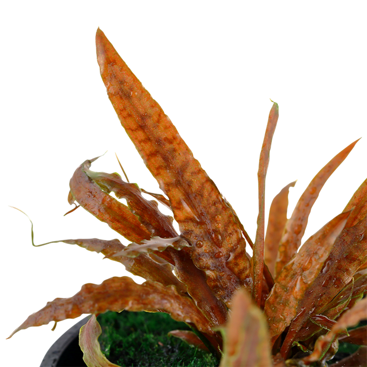 Tropica Cryptocoryne albida 'Brown'