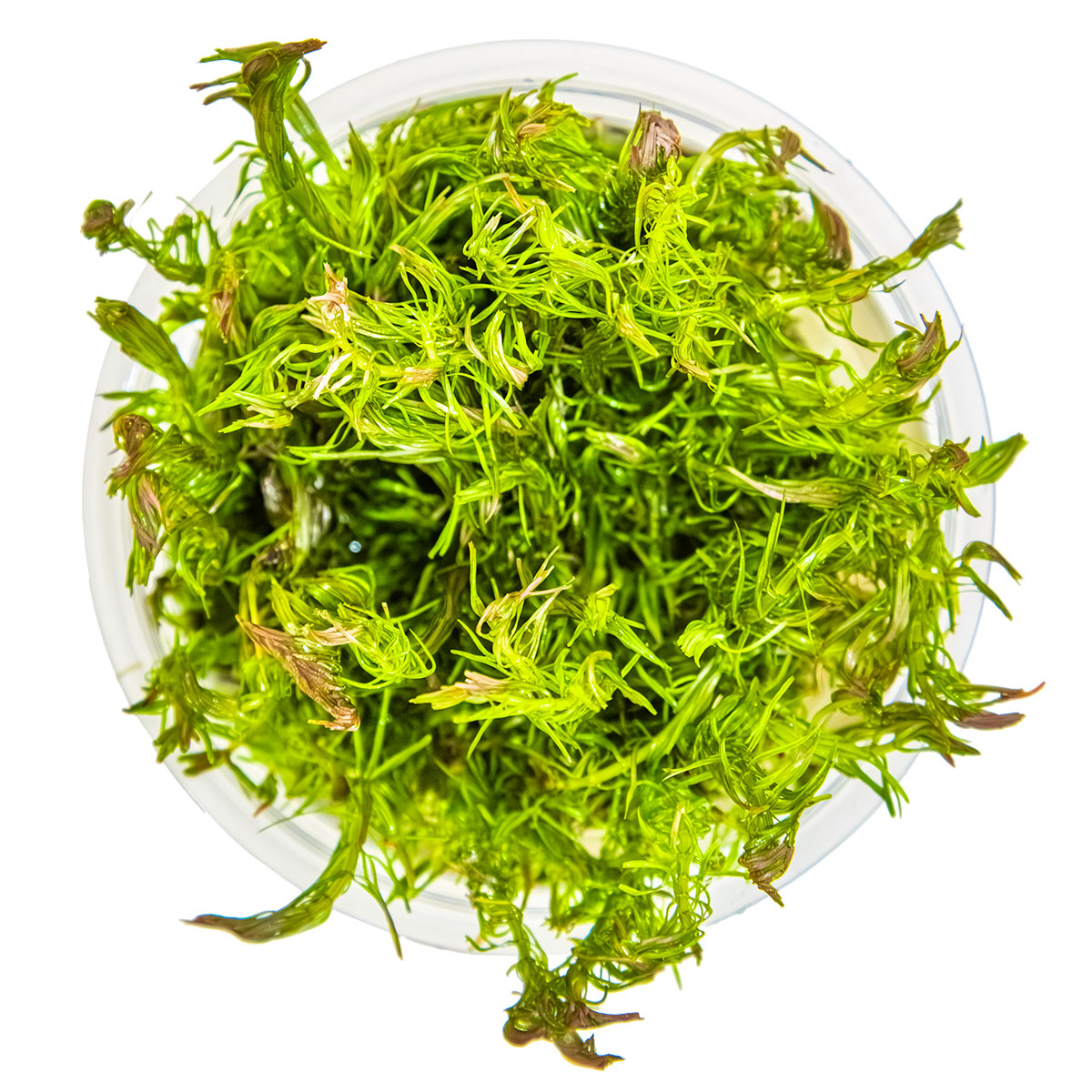 Tropica 1-2-Grow Rotala wallichii
