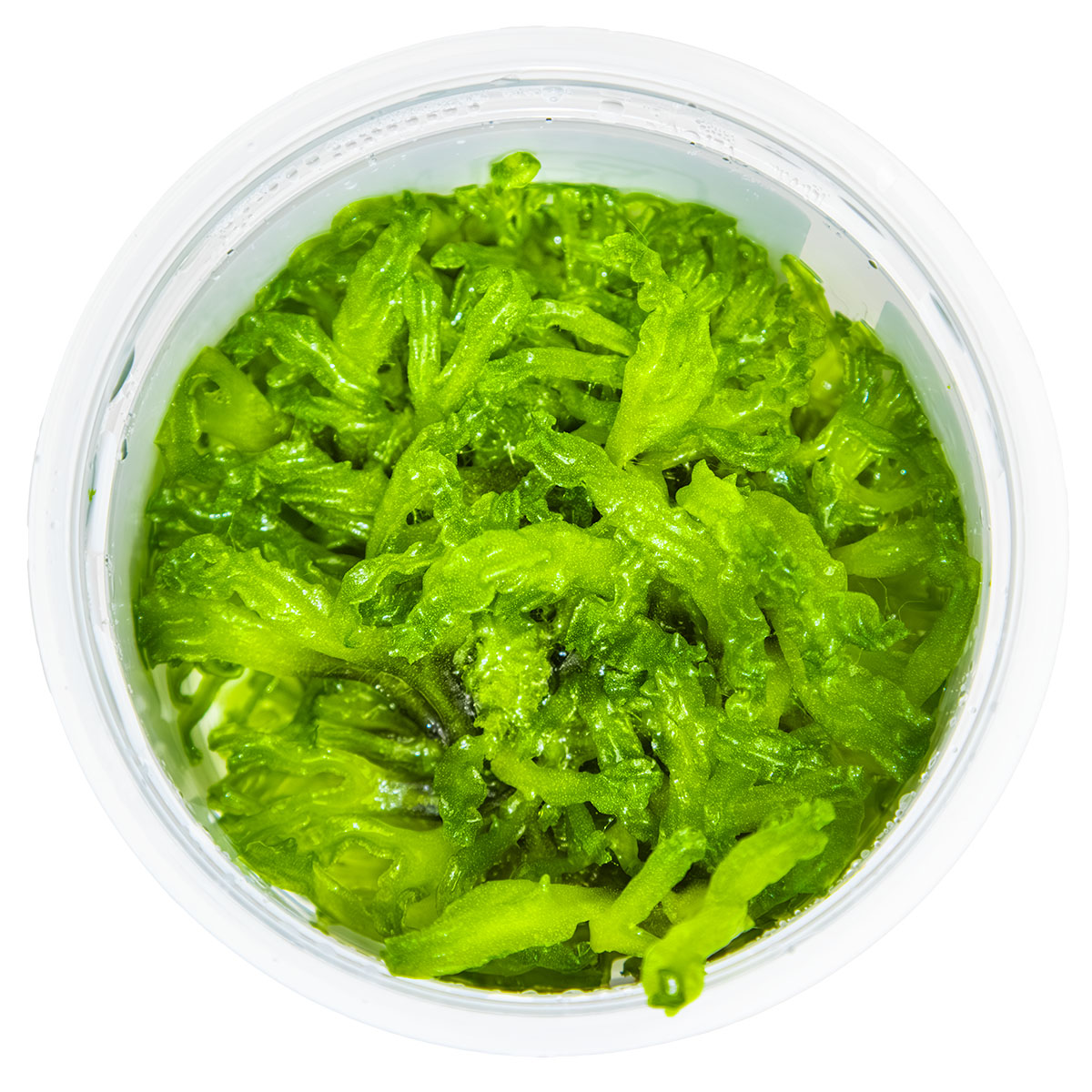 Tropica 1-2-Grow Monosolenium tenerum