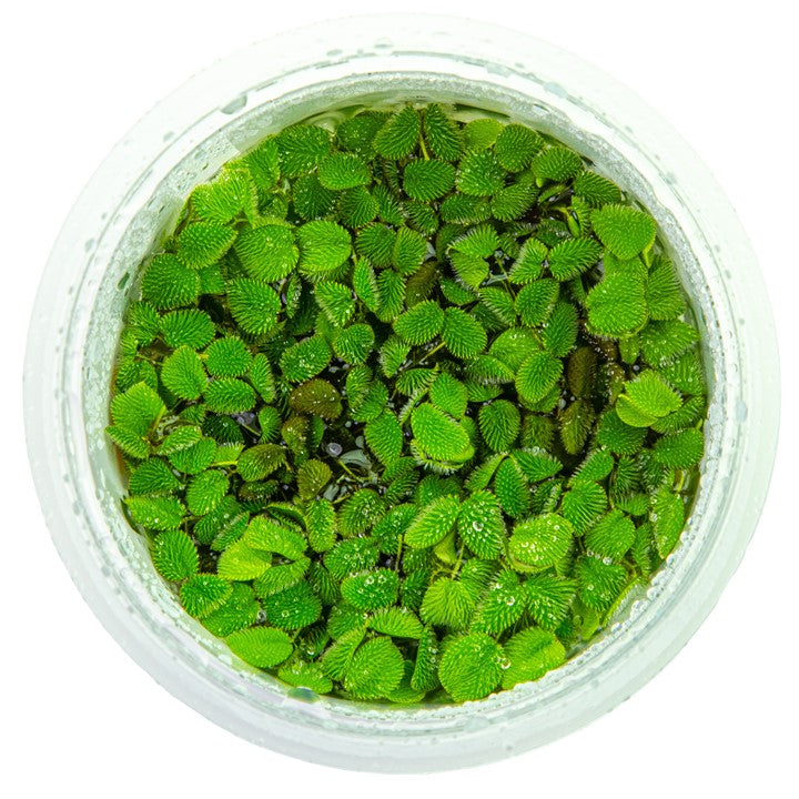 Tropica 1-2-Grow Salvinia auriculata (minima)
