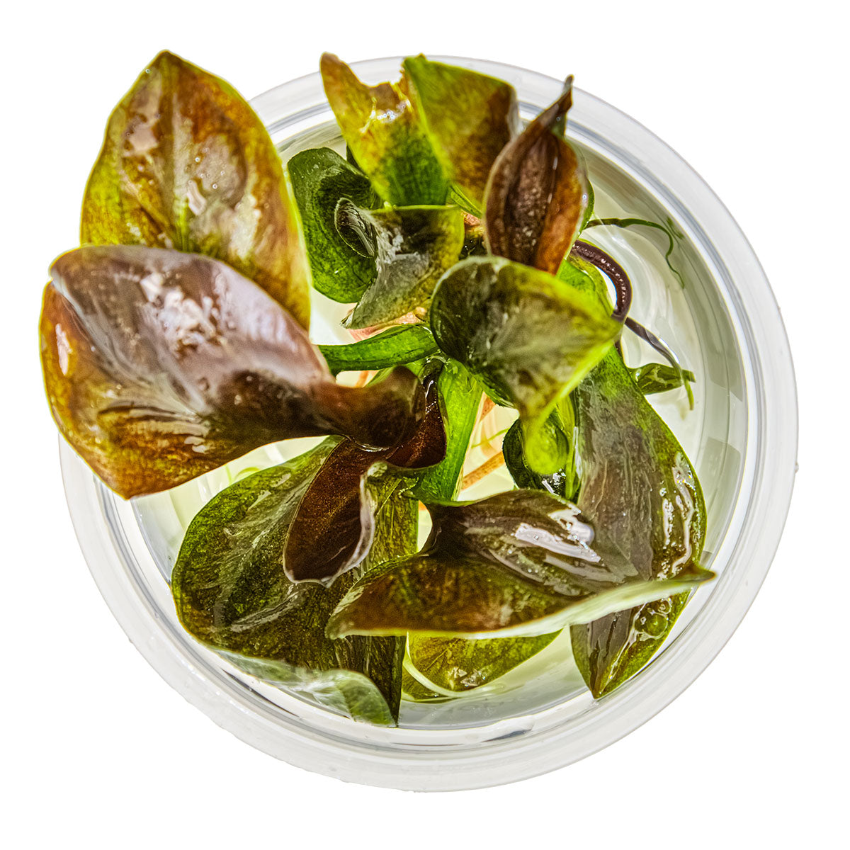 Tropica 1-2-Grow Echinodorus 'Reni'