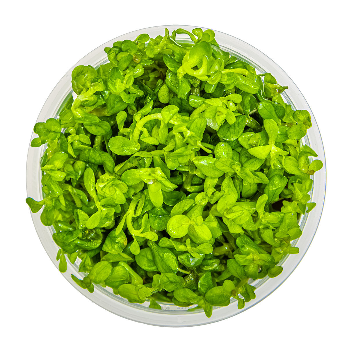 Tropica 1-2-Grow Rotala indica 'Bonsai'