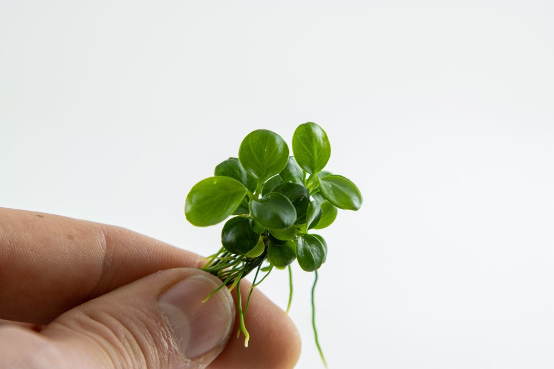 Tropica 1-2-Grow Anubias barteri 'Mini Coin'