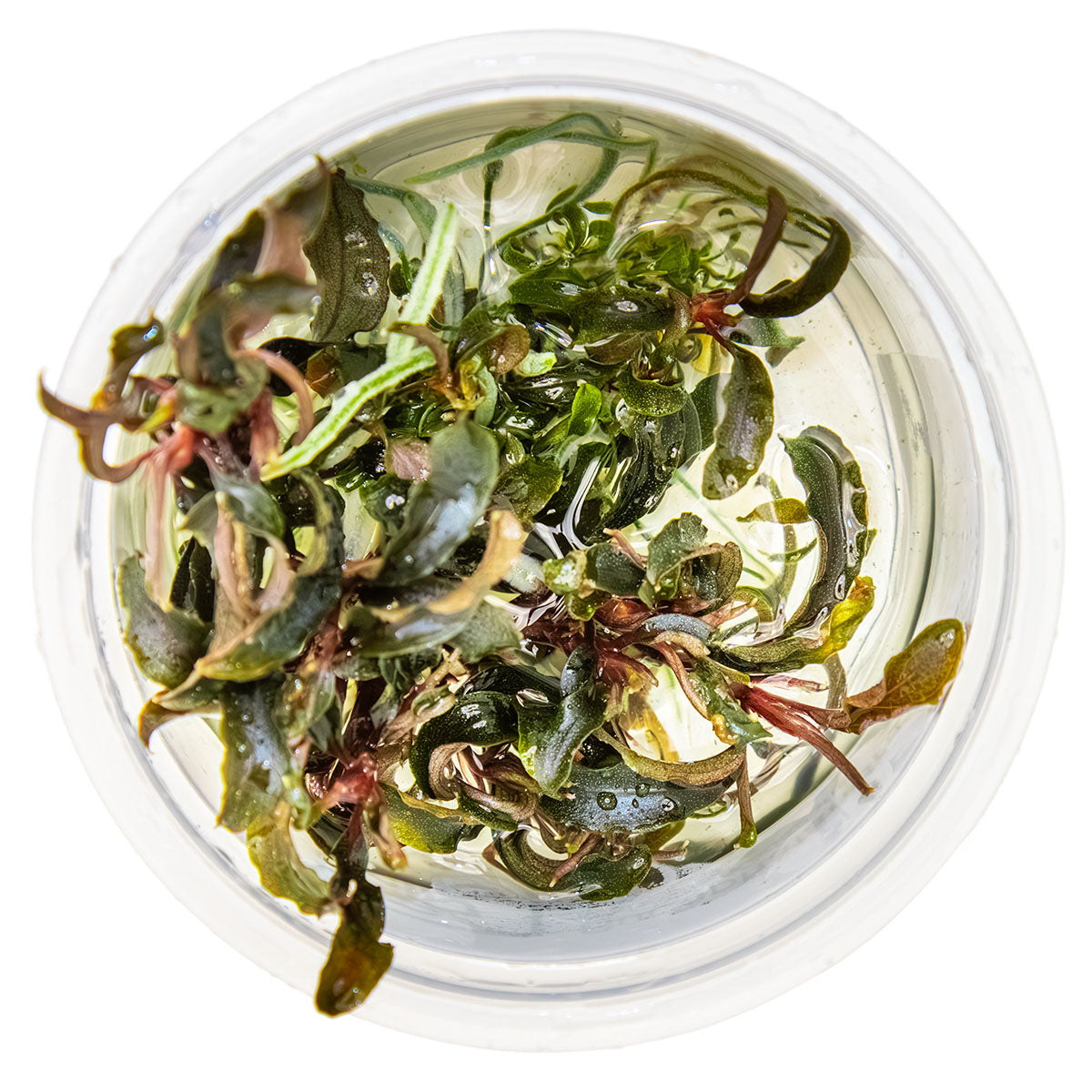 Tropica 1-2-Grow Bucephalandra 'Kedagang'