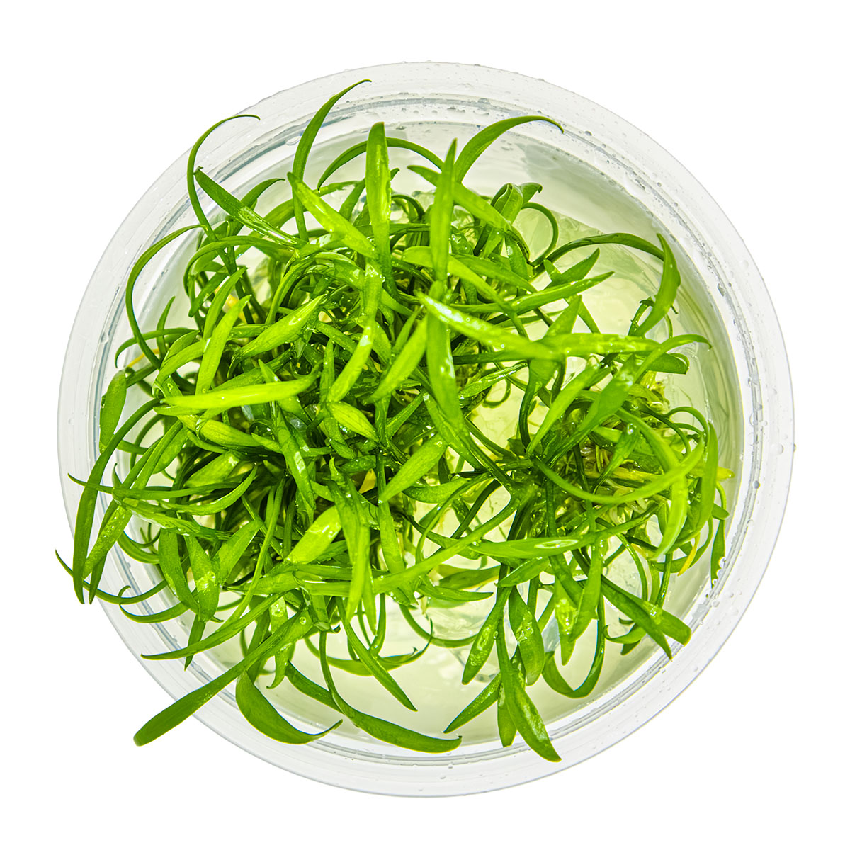 Tropica 1-2-Grow Cryptocoryne parva