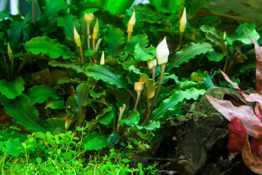 Tropica 1-2-Grow Bucephalandra pygmaea 'Bukit Kelam'