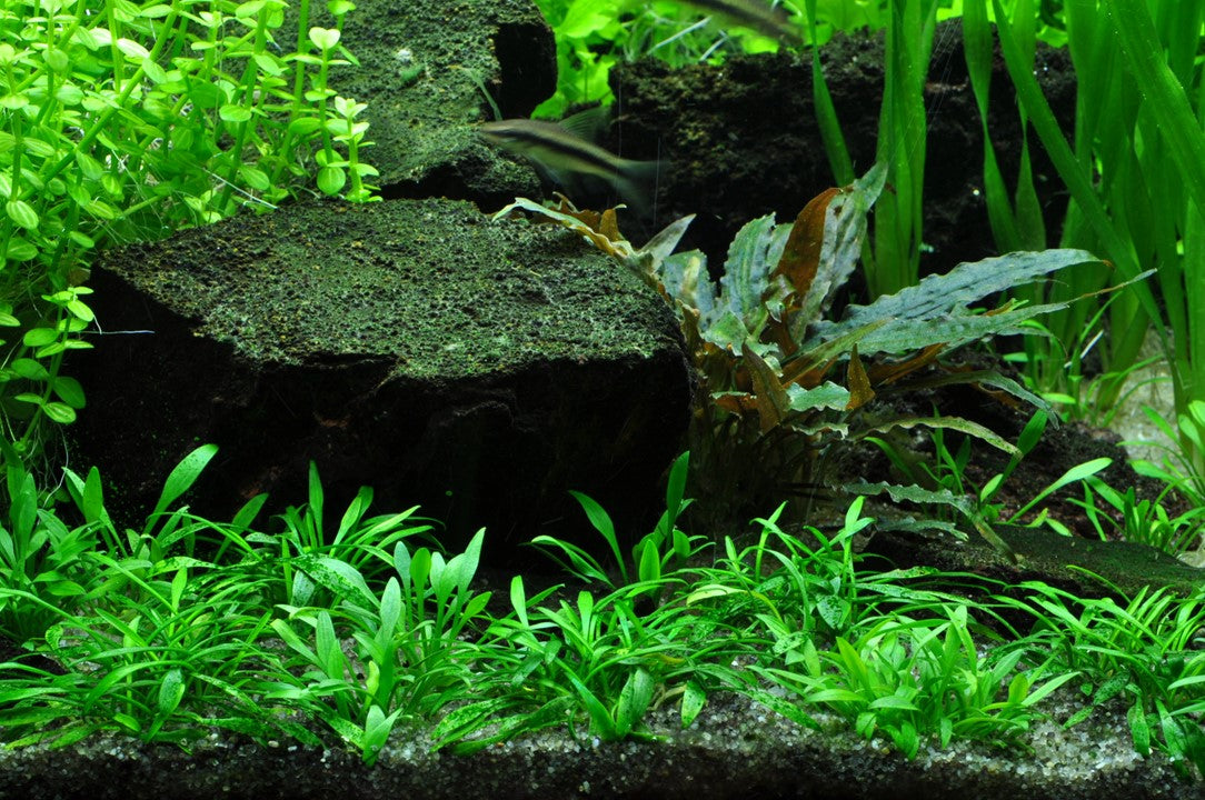 Tropica 1-2-Grow Cryptocoryne parva