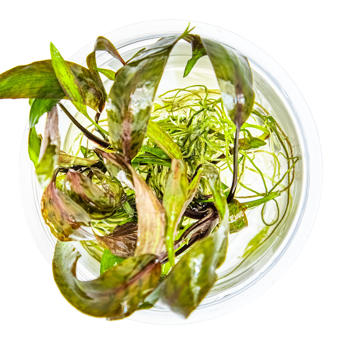 Tropica Cryptocoryne nurii 1-2-Grow