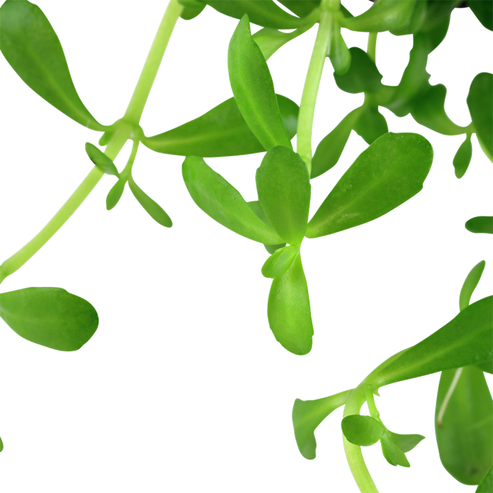 Tropica Bacopa monnieri 'Compact'