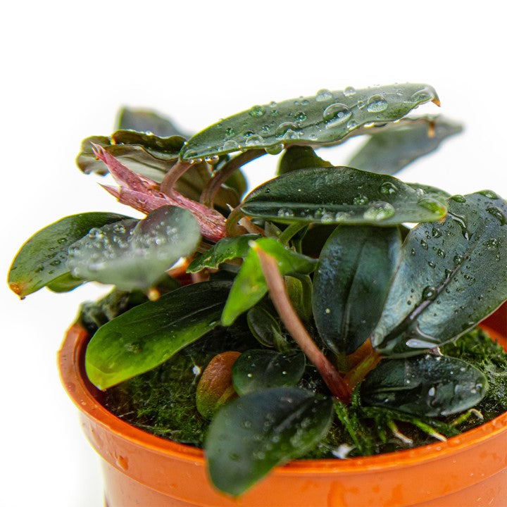 Tropica Bucephalandra sordidula 'Blue' – AquaZen