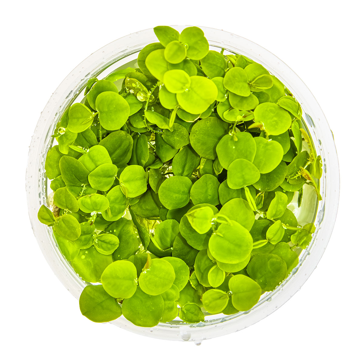 Tropica 1-2-Grow Phyllanthus fluitans