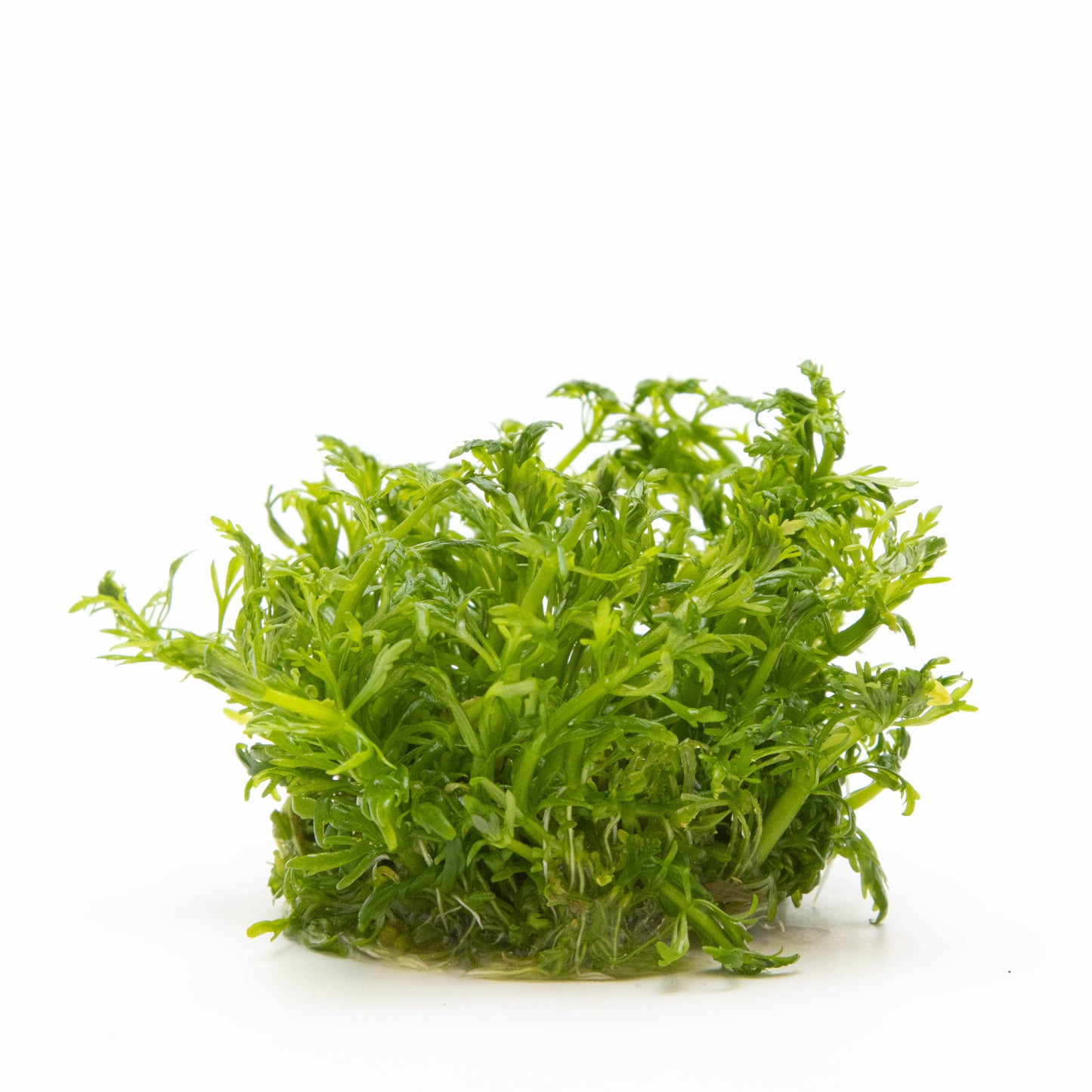 Tropica 1-2-Grow Limnophila aquatica