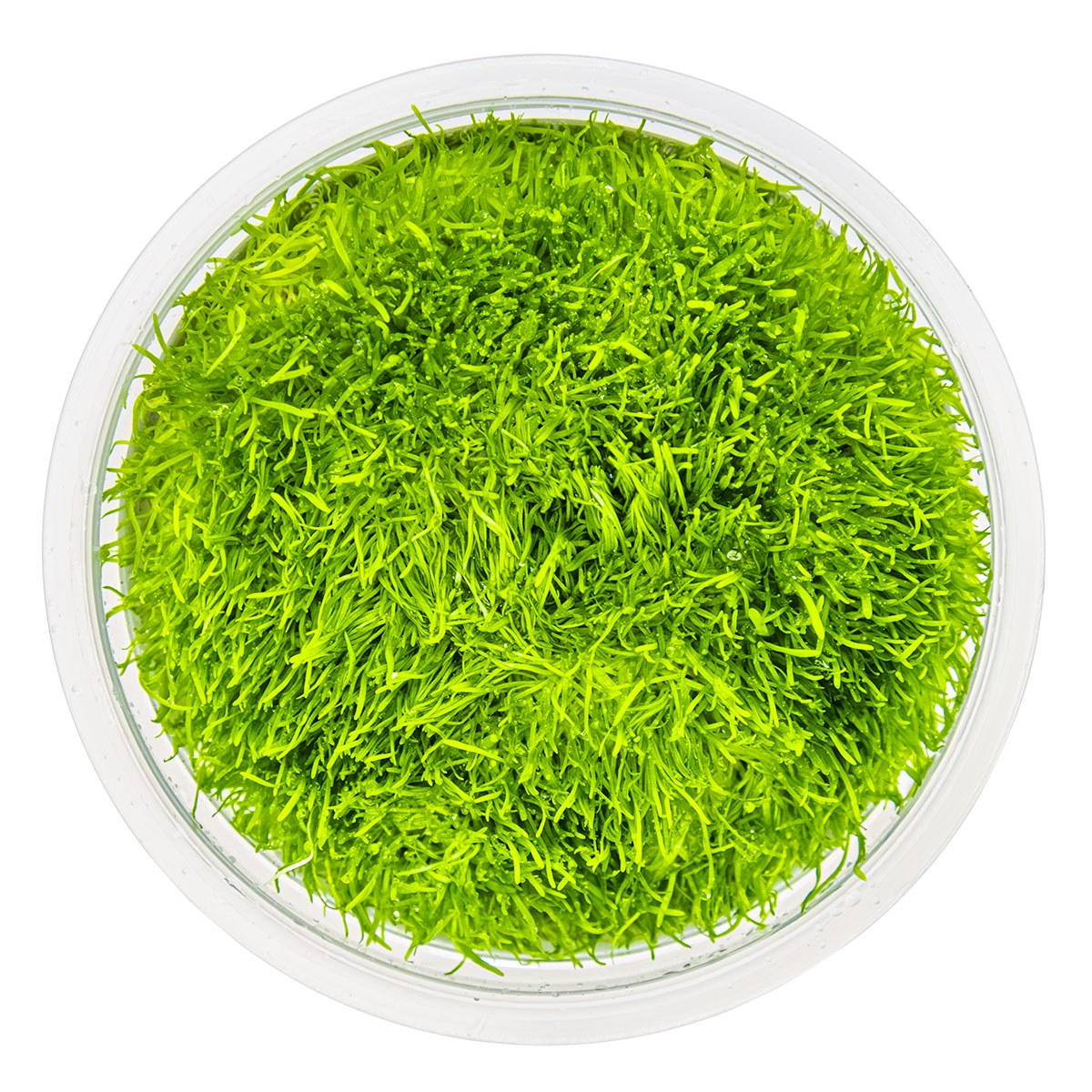 Tropica 1-2-Grow Utricularia graminifolia