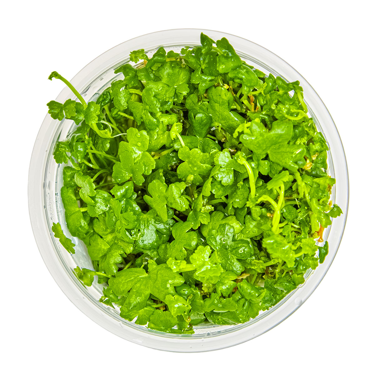 Tropica 1-2-Grow Hydrocotyle tripartita