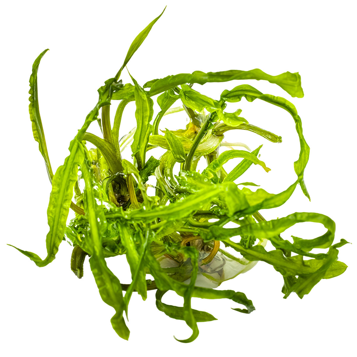 Topica 1-2-Grow Cryptocoryne crispatula