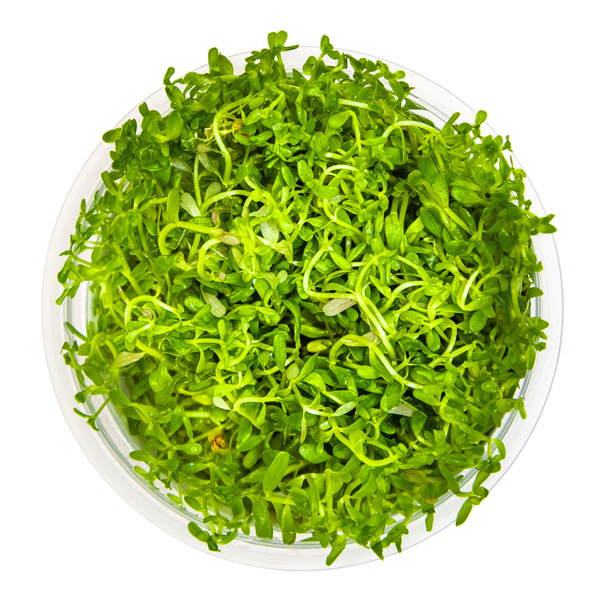 Tropica 1-2-Grow Rotala rotundifolia 'H'ra'